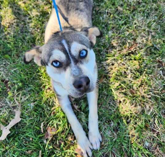 Photo of Jelly now Blue