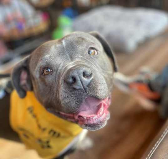 Photo of Luna
