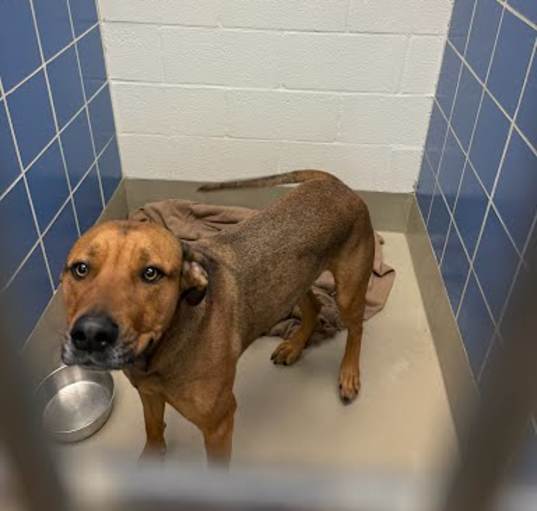 Photo of *SCOOBY