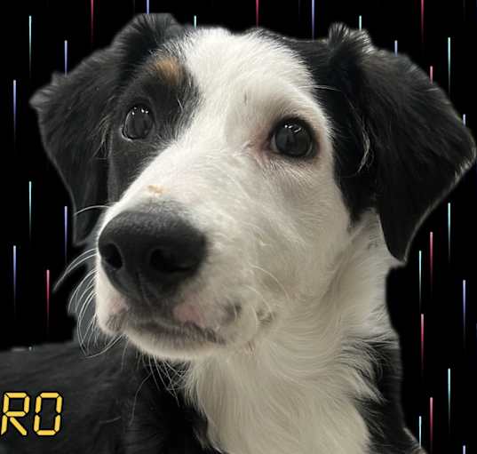 Photo of Astro