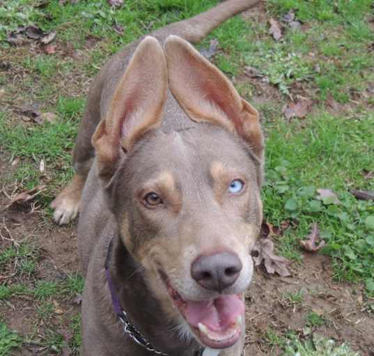 Photo of Honey