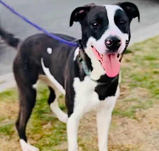 Photo of Sweet Cookie