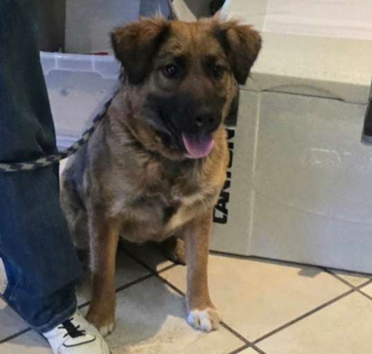 Photo of Bailey