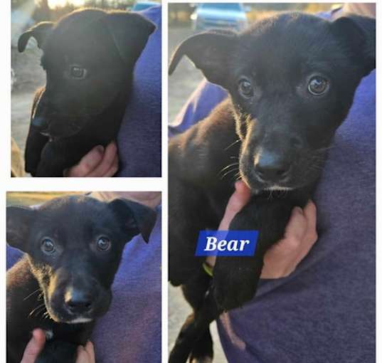 Photo of Bear