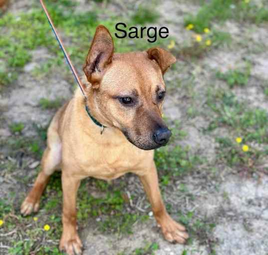 Photo of Sarge