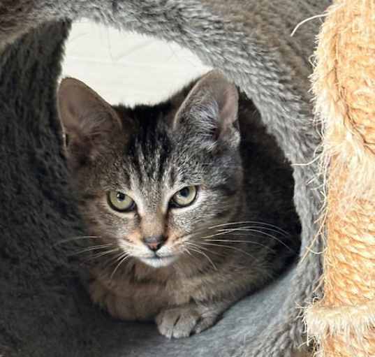 Photo of Artemis