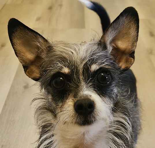 Photo of Star