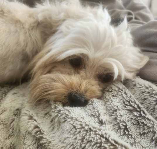 Photo of Lucky