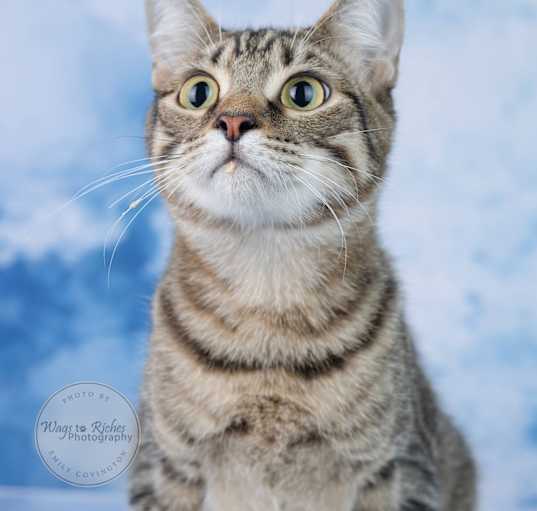 Photo of Sable