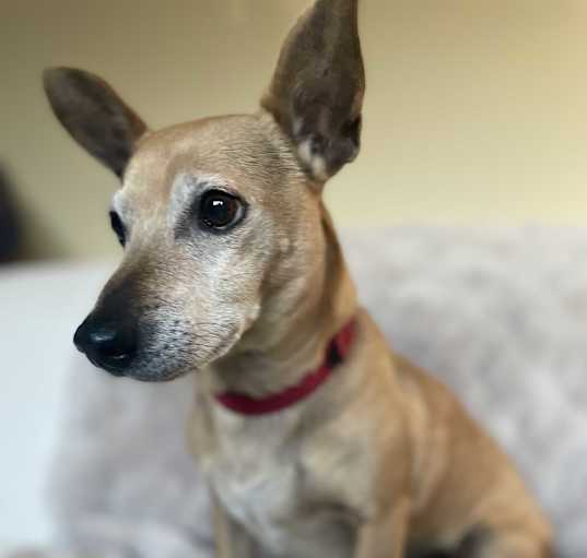 Photo of Pancake