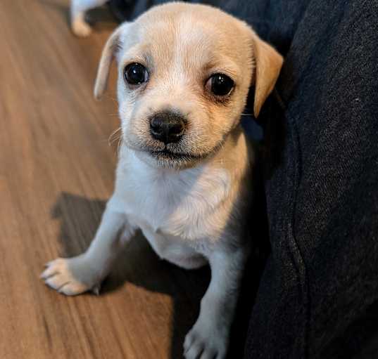 Photo of Suki