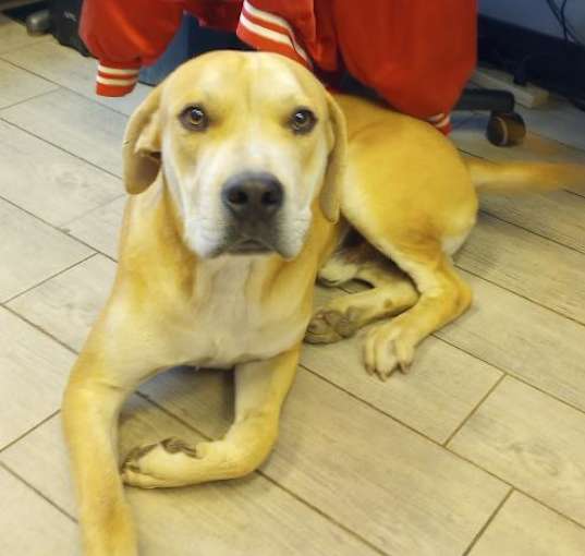 Photo of *BUDDY