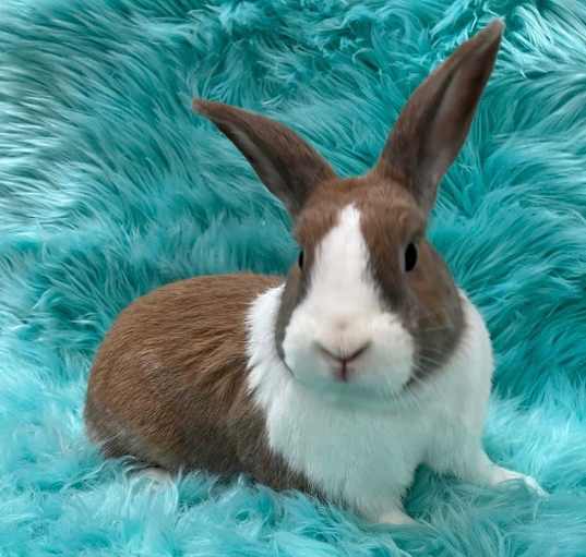 Photo of Tommy