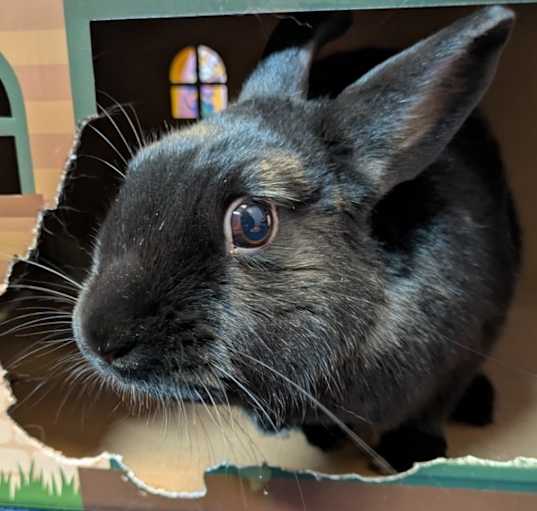 Photo of Velvet