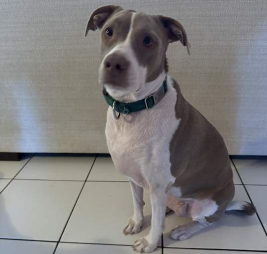 Photo of Luna