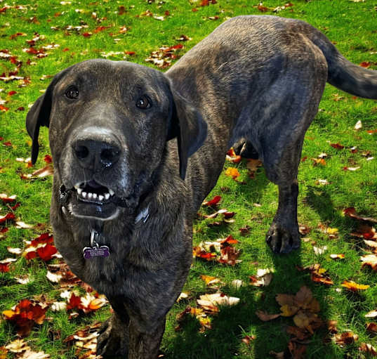 Photo of BUDDY