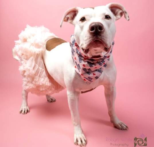 Photo of Dara II (foster)