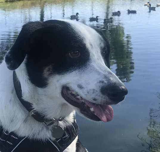 Photo of Zelda