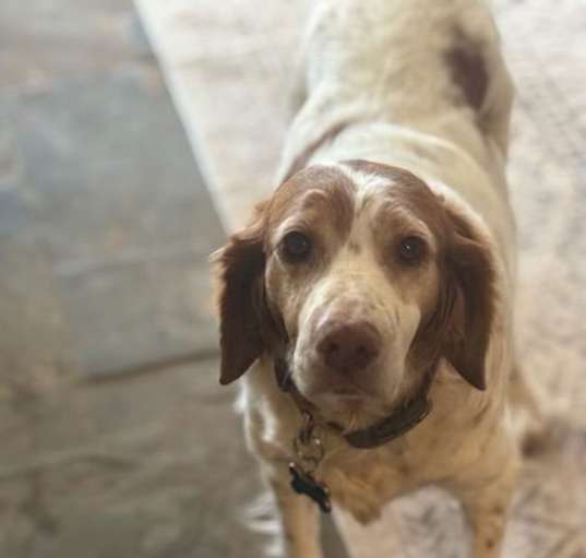 Photo of OR/Lucy (bonded with Susie)