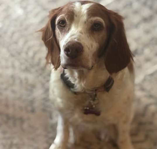 Photo of OR/Susie (Bonded with Lucy)