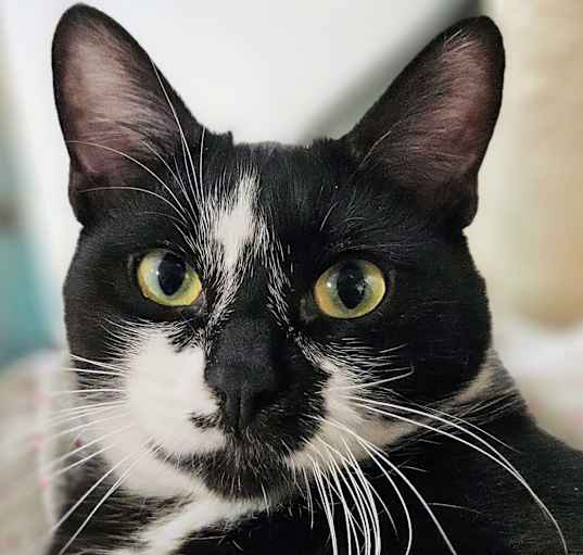 Photo of Danny- RC PetSmart