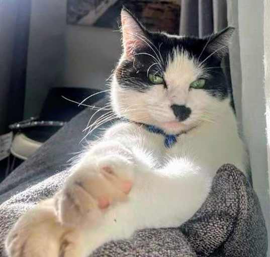 Photo of Kylie- RC PetSmart