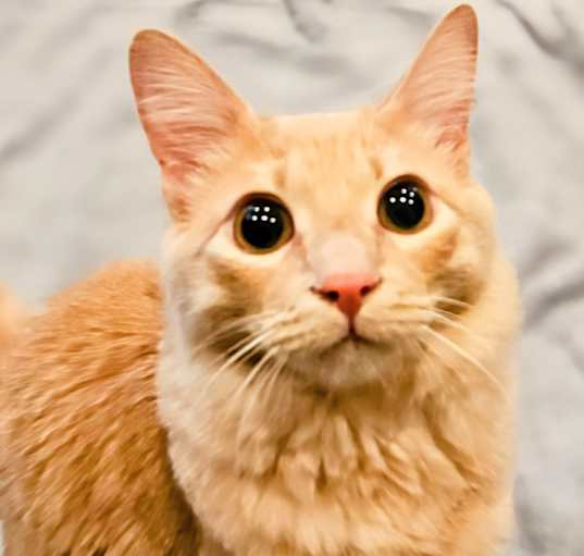 Photo of Sunny- RC PetSmart