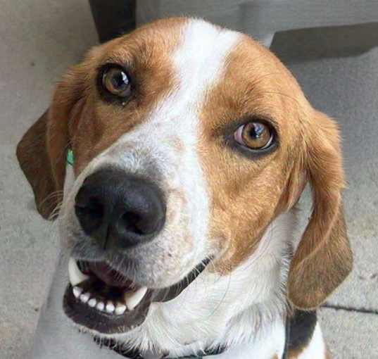 Photo of Huck