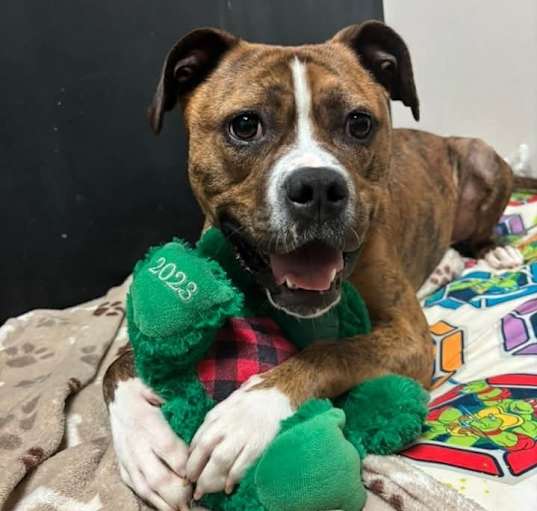 Photo of Dozer