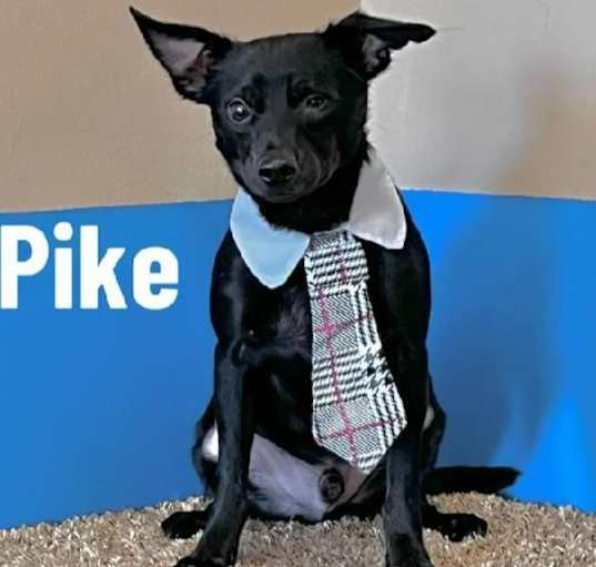 Photo of Pike