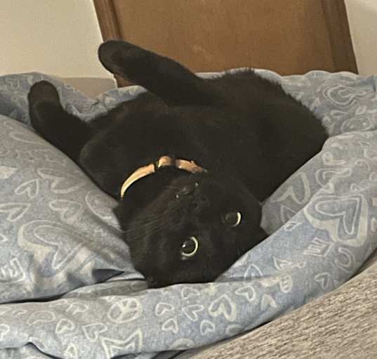 Photo of Wybie