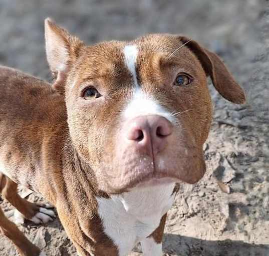 Photo of Daisy