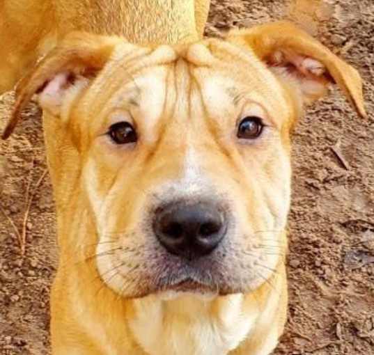 Photo of Toffee