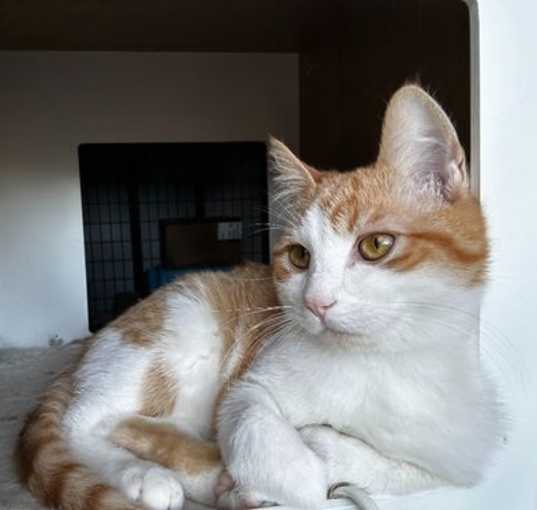 Photo of Barley