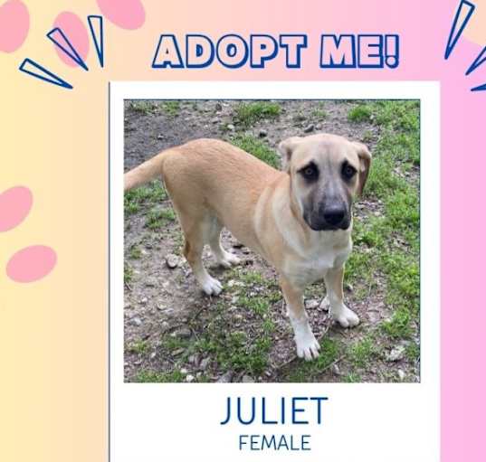 Photo of Juliet
