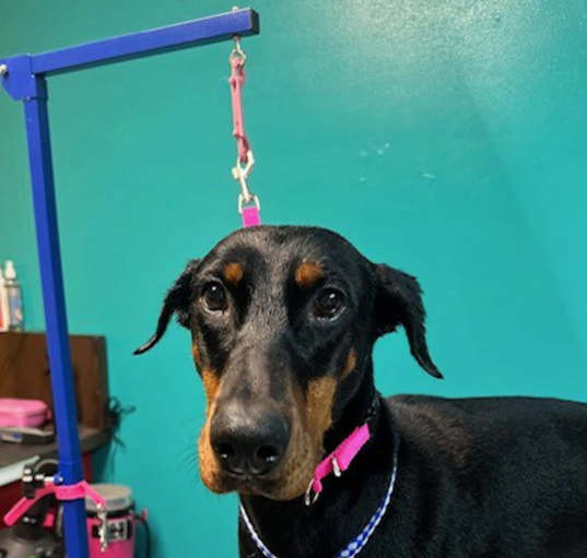 Photo of Nova