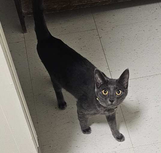 Photo of Indigo