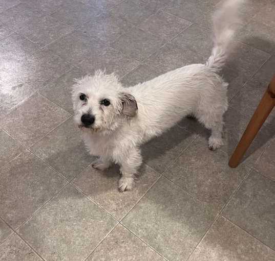 Photo of Chip