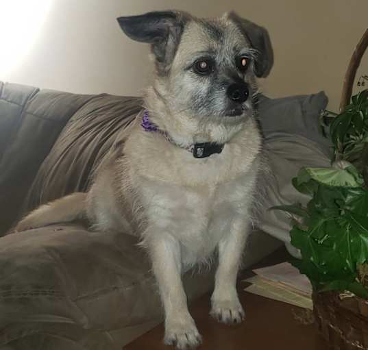 Photo of Bella Boo