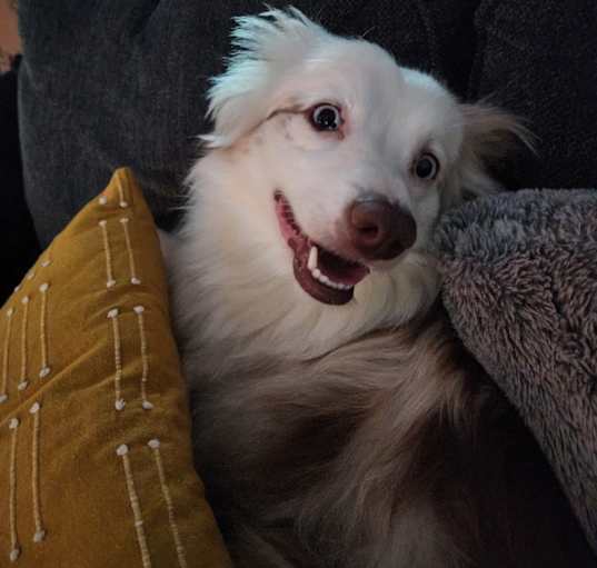 Photo of Marley