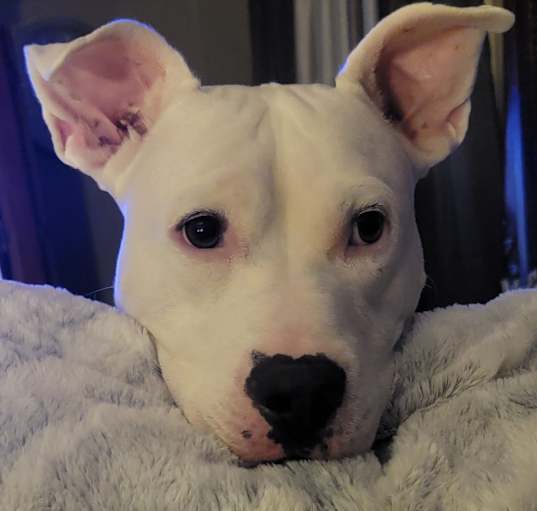 Photo of Bogey