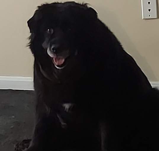 Photo of Bella