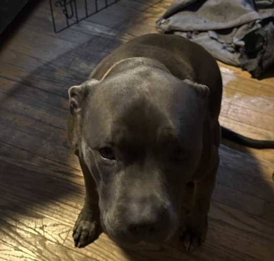 Photo of Bucko