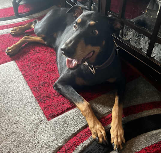 Photo of Kobi