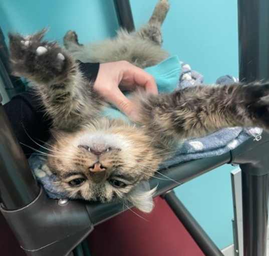 Photo of Nubby