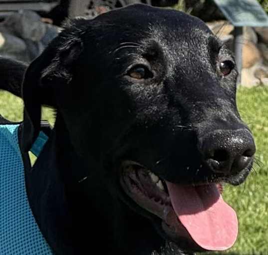 Photo of Rufus