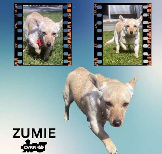 Photo of Zumie