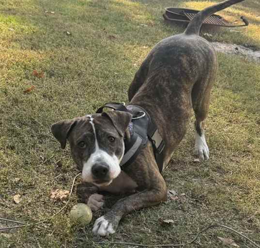 Photo of Rosco