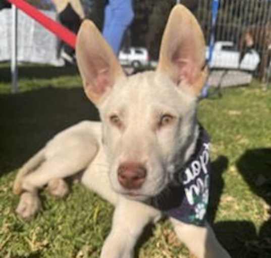Photo of Comet