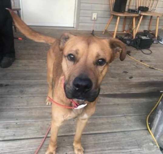 Photo of Brownie